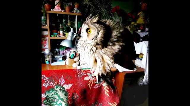 СОВА у домі. смотреть онлайн