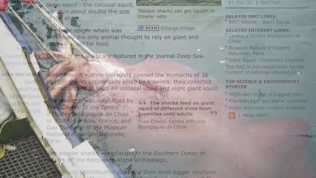 The 500-Year-Old Shark | Greenland Sharks смотреть онлайн