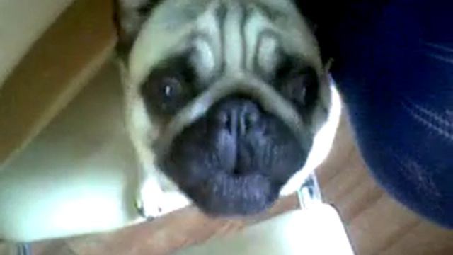 Мопс Пако поёт смотреть онлайн