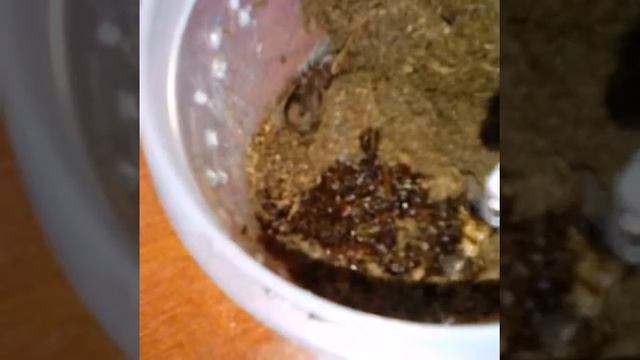 Уход за пауком птицеедом смотреть онлайн