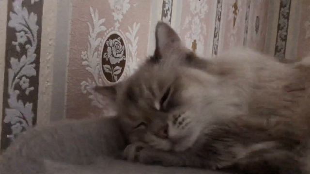 Разговариваем с Сибирской кошкой смотреть онлайн