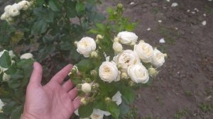 Три белые красавицы - розы: мисс Диор, Артемис, Шниивальцер.