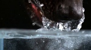 Как собаки пьют воду  Замедленная съемка