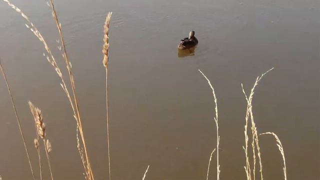Утка плавает в пруду смотреть онлайн