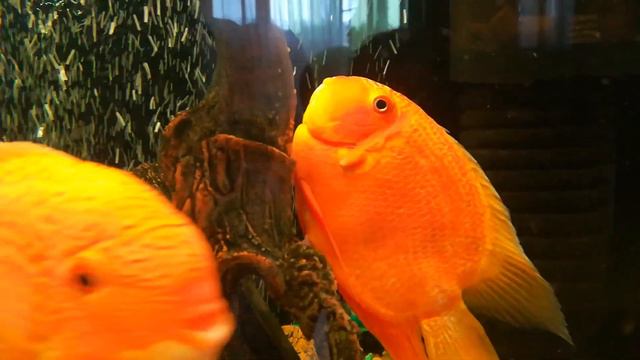 Нерест северумов