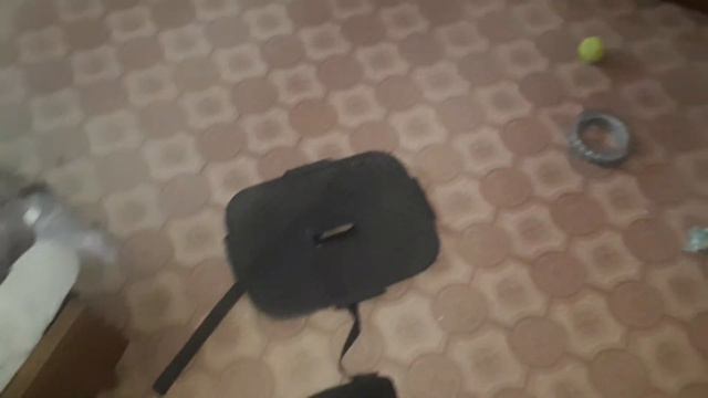 лабрадор Рудольф один дома