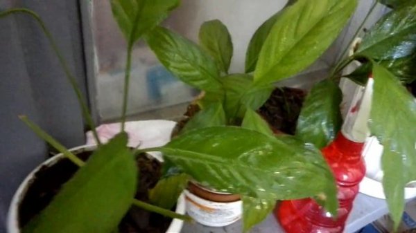 Спатифиллум (Spathiphyllum) и Драцена. Выращивание и уход