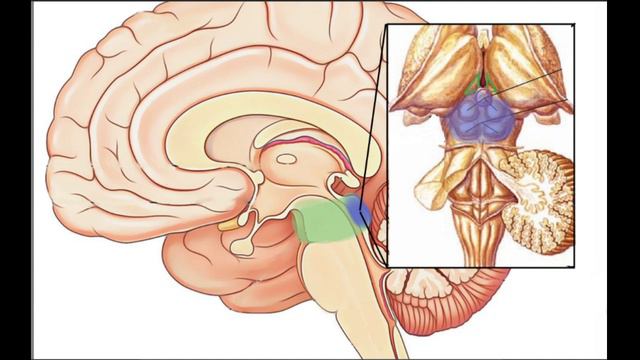 Строение и функции головного мозга смотреть онлайн