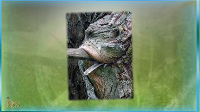 Причуды природы смотреть онлайн