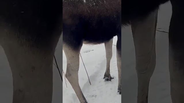 Лось вышел на номер смотреть онлайн