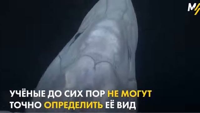 Редчайший вид акулы единственное видео смотреть онлайн