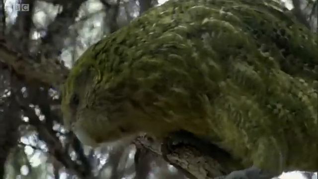 Kakapo: Flightless Parrot|Benedict Cumberbatch for BBC Earthh смотреть онлайн
