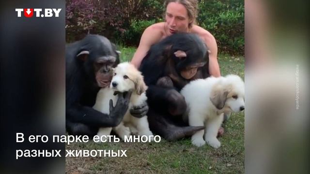 Два шимпанзе моют собаку с мылом смотреть онлайн