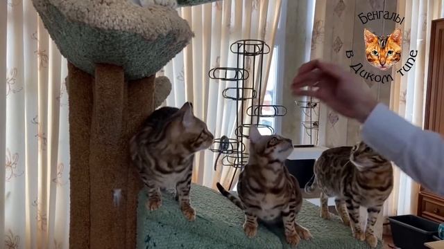 Чем кормить Бенгальских кошек? Как воспитывать Бенгальских котят? Чем кормить Бенгальского котенка? смотреть онлайн