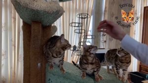 Чем кормить Бенгальских кошек? Как воспитывать Бенгальских котят? Чем кормить Бенгальского котенка?