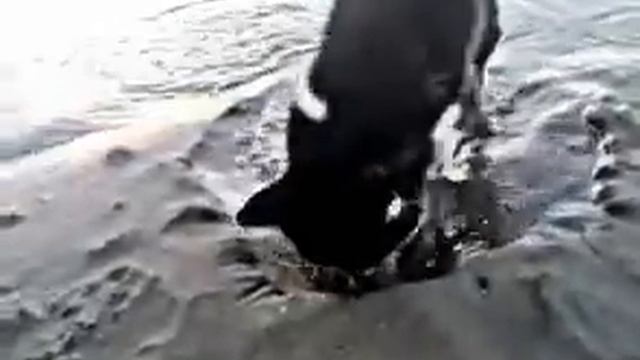 Husky fishing / Хаски рыбачит смотреть онлайн
