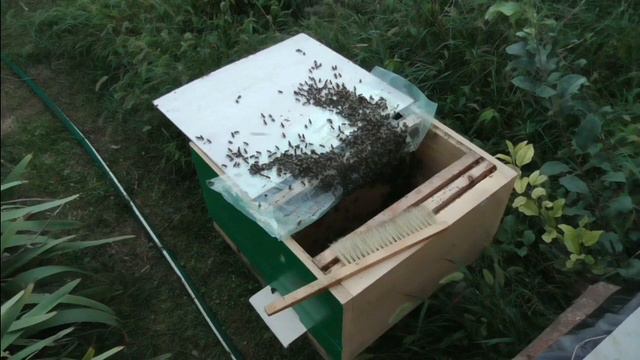 Спасение поздней матки 30-ю пчелами ее личной охраны! Часть I