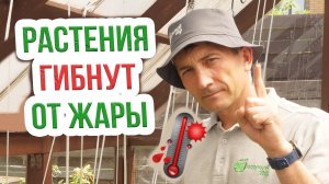 Эффективное охлаждение теплицы. Понижаем температуру в теплице и спасаем растения