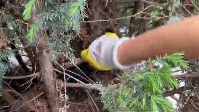 А Вы знали, что хвойники нужно весной чистить ? смотреть онлайн