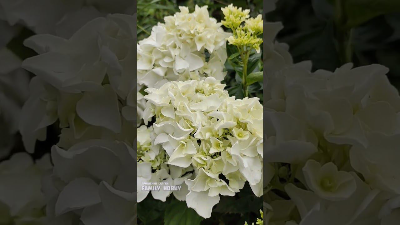 Белая гортензия номер 2. 20 июля в нашем саду #гортензиякрупнолистная # смотреть онлайн