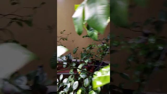 Начало цветения грейпфрута смотреть онлайн