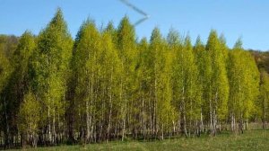 Где то у леса стояла избушка