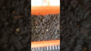 Посев кинзы. Огород на подоконнике. Кориандр. Семена.