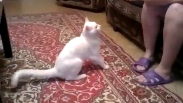 Кот псих отгрыз бабе ногу! смотреть онлайн