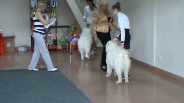 Выставка собак г Хабаровск август 2015