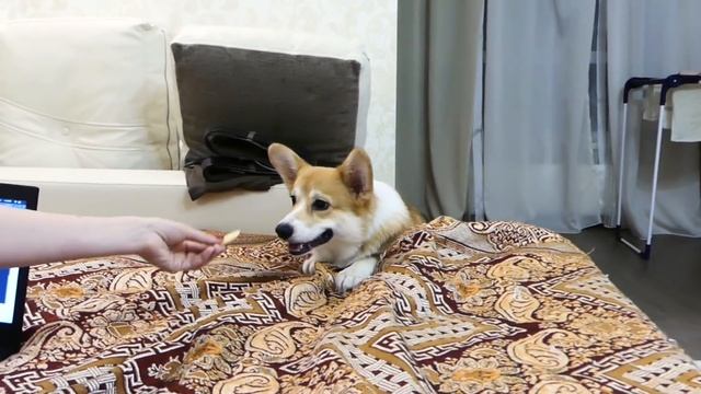 ВЕЛЬШ КОРГИ ПЕМБРОК - собака и печенька/пытается запрыгнуть на кровать | PEMBROKE WELSH CORGI смотреть онлайн