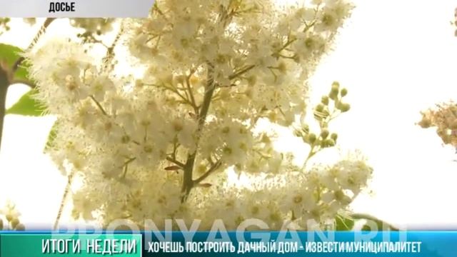 Хочешь построить дачу - извести муниципалитет смотреть онлайн