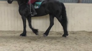 Аллюры лошади