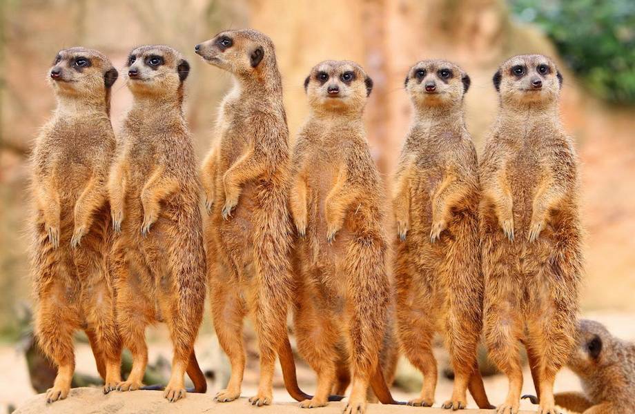 ? Необычное и Странное Поведение Животных. смотреть онлайн