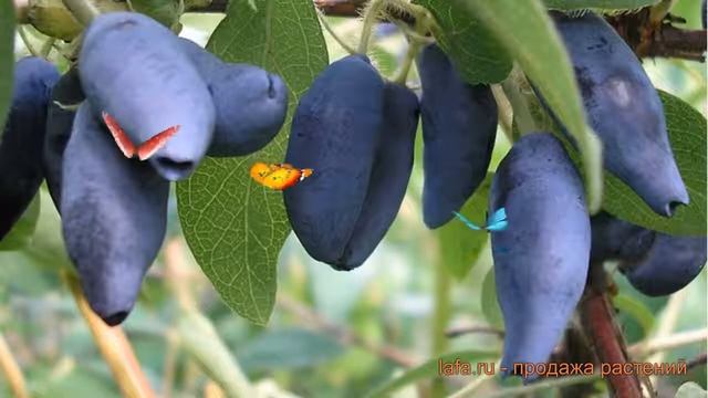 Жимолость съедобная Югана (lonicera edulis iugana) ? обзор: как сажать, саженцы жимолости Югана смотреть онлайн