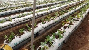 Высадка клубники в теплицу, для зимнего выращивания