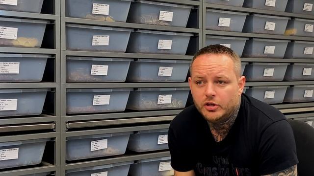 Male Ball Python Breeding Weight & how to POP. 2 min Tuesday смотреть онлайн