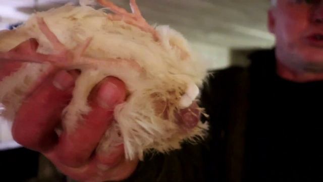 Обновление крови у перепелов Самый простой способ Перепелиная ферма смотреть онлайн