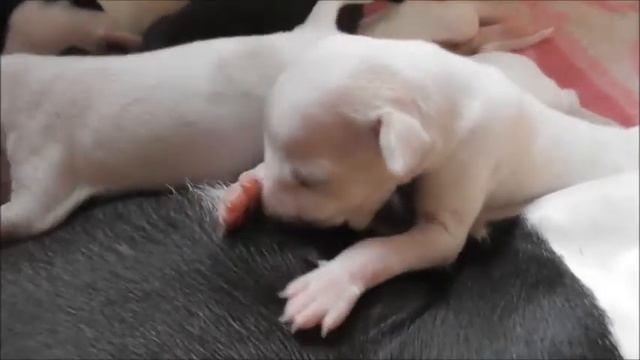 TWO WEEKS OLD Italian Greyhound Puppies 🥰 #italiangreyhound #greyhound #dogsplayingvideo #doglovers смотреть онлайн