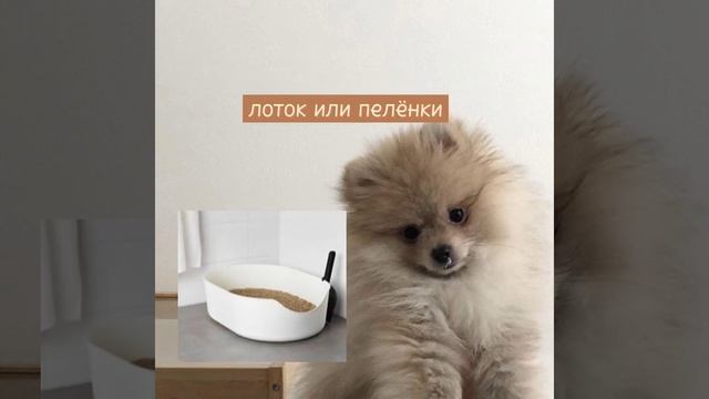 покупки для собаки? смотреть онлайн