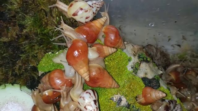 Лимоколярии Оранж и Агатина.#лимоколярии#агатина#древесники#ахатина#улиткидома смотреть онлайн