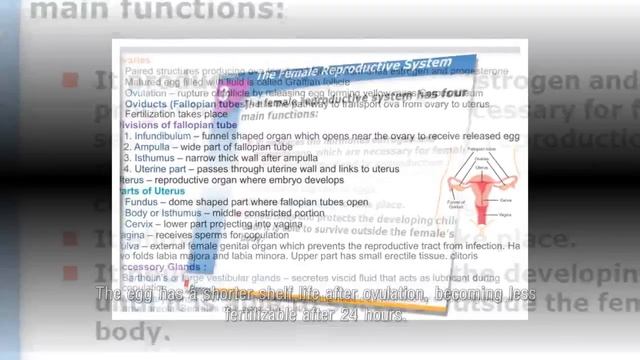 What Are the Main Functions of the Female Reproductive System?- Women Health Care смотреть онлайн