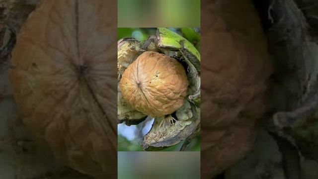 Грецкий орех.Зимостойкие сорта.#shorts смотреть онлайн
