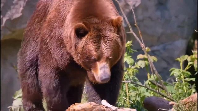ЗАЧЕМ НА РУСИ КРЕСТИЛИ МЕДВЕДЕЙ смотреть онлайн