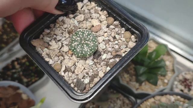 Сеянцы астрофитумов, хавортий, детки эхеверий, черенки. Прогресс 21.07.2020 смотреть онлайн