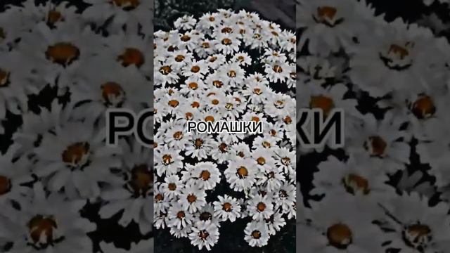 3 часть, эстетичные фото, РОМАШКА:♡ смотреть онлайн