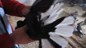 Николаевские голуби у Александра г.Саратов ч3.