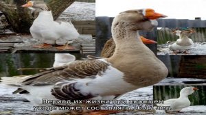 Холмогорские гуси — описание породы