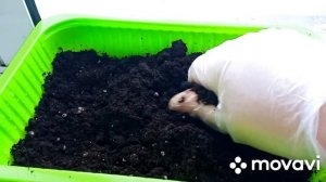 Стратификация черники. Новый опыт. Кто со мной?