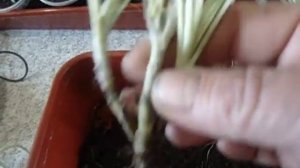 ЦВЕТЫ. ГАЦАНИЯ. ЧЕРЕНКОВАНИЕ - РАЗМНОЖЕНИЕ БЕЗ ПОСЕВОв. Ольга Чернова.