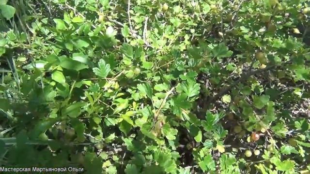 Финик УНАБИ в саду. Посадка и уход за фиником смотреть онлайн